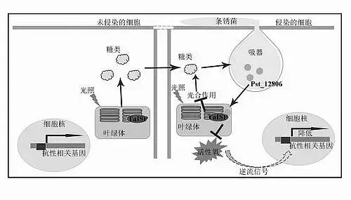 植物病毒原體如何檢測(cè)？檢測(cè)植物病毒體用來(lái)助力科研