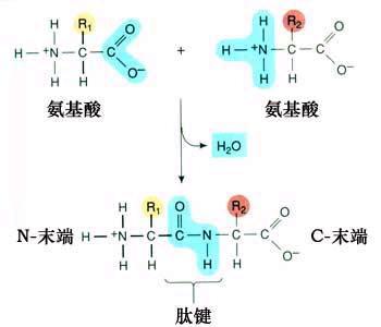 一個肽鍵叫二肽，兩個肽鍵叫什么（都說幾個肽鍵就叫幾肽）