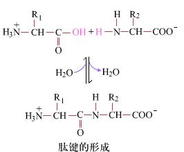 一個肽鍵叫二肽，兩個肽鍵叫什么（都說幾個肽鍵就叫幾肽）