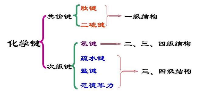 什么叫肽鍵？肽鍵的作用有哪些？