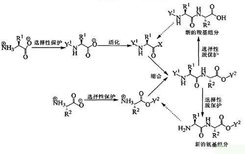 多肽合成概述及原理（及相關合成儀器）