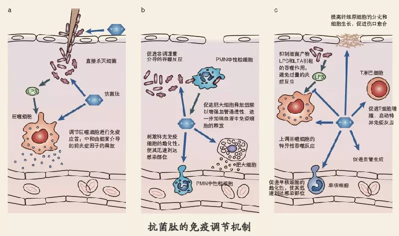 什么是抗菌肽？抗菌肽到底有哪些效果？