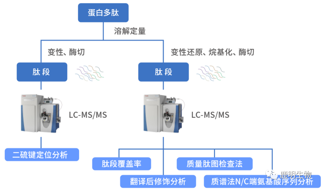 生物藥定性分析檢驗（蛋白質(zhì)、多肽）、臨床醫(yī)學前DMPK科學研究及微生物剖析、生物藥