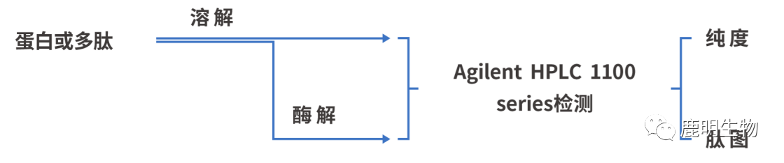 生物藥定性分析檢驗（蛋白質(zhì)、多肽）、臨床醫(yī)學前DMPK科學研究及微生物剖析、生物藥