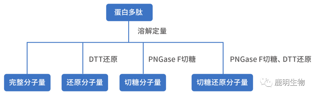 生物藥定性分析檢驗（蛋白質(zhì)、多肽）、臨床醫(yī)學前DMPK科學研究及微生物剖析、生物藥