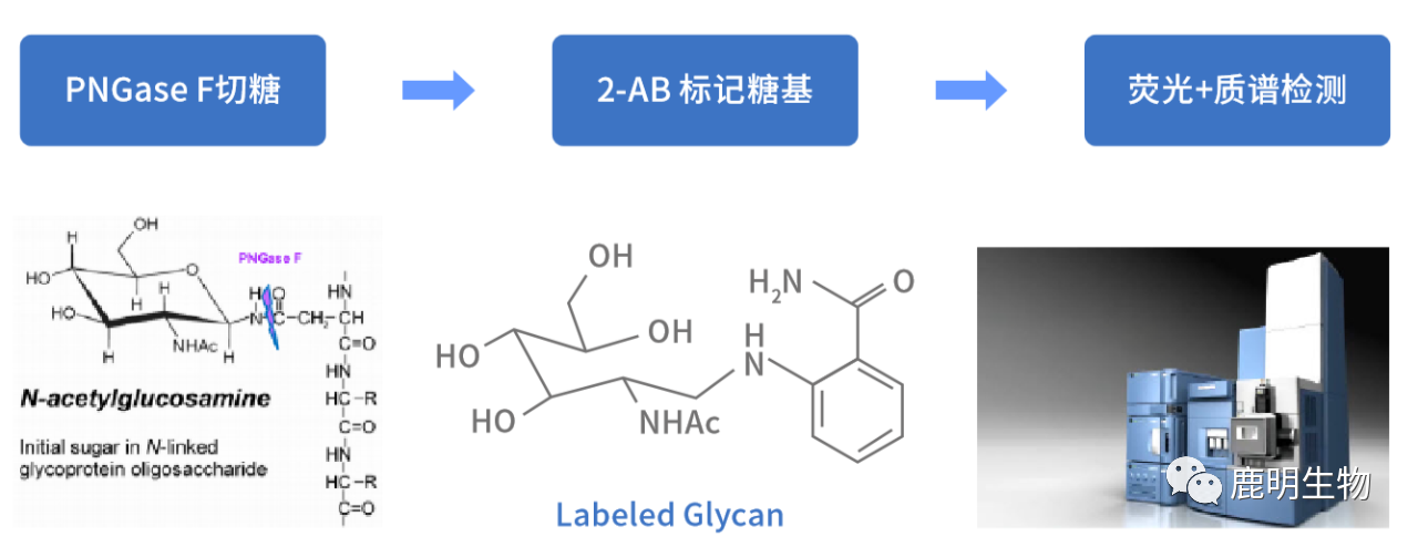 生物藥定性分析檢驗（蛋白質(zhì)、多肽）、臨床醫(yī)學前DMPK科學研究及微生物剖析、生物藥