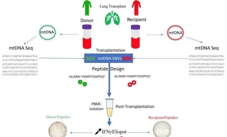 供體線(xiàn)粒體DNA來(lái)源于的多肽引起移殖病人的同種異體免疫反應(yīng)
