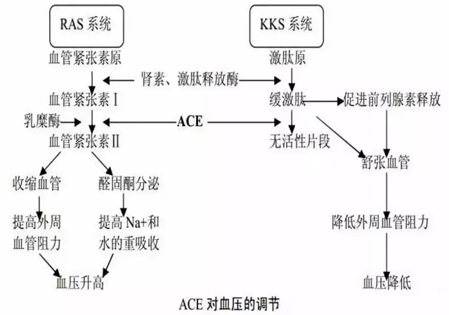 多肽類的功效有哪些，人們早已發(fā)現(xiàn)的多肽類功效