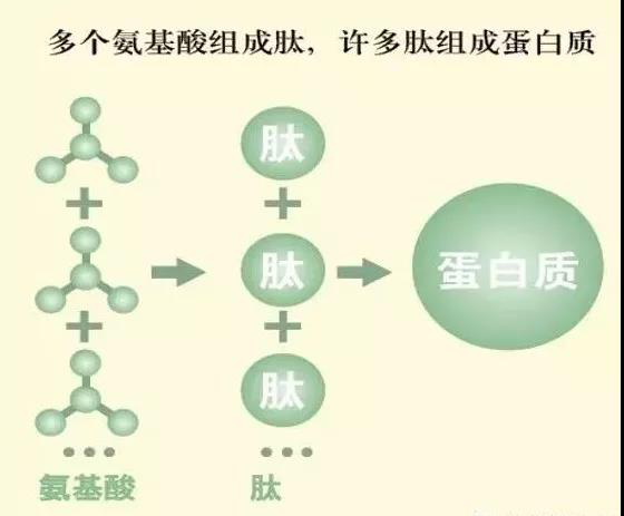 諾獎評審組:小分子活性肽與保健產(chǎn)品的幾個差別