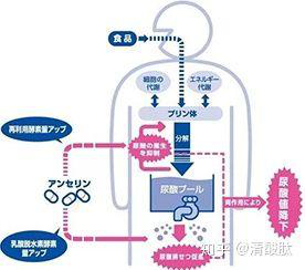 鵝肌肽如何降低尿酸？