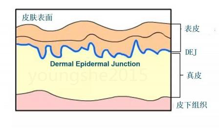 德國巴斯夫發(fā)現(xiàn)：乙?；碾?11和乙?；碾?9的化合物在3個星期內(nèi)突出降低臉部皺紋