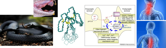 《elife》：非洲黑曼巴蛇毒多肽特異性識別并抑制疼痛以及相關(guān)人源酸敏感通道的結(jié)構(gòu)基礎(chǔ)