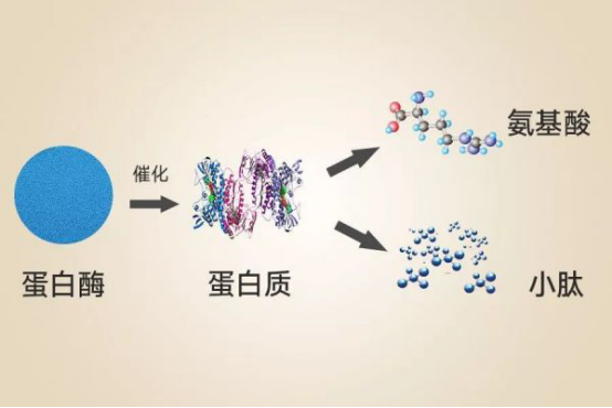 多肽的副作用是什么？多肽對(duì)皮膚有有副作用嗎？