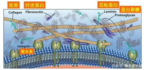 六肽-9，可麗肽，可麗素屬于修復(fù)性多肽