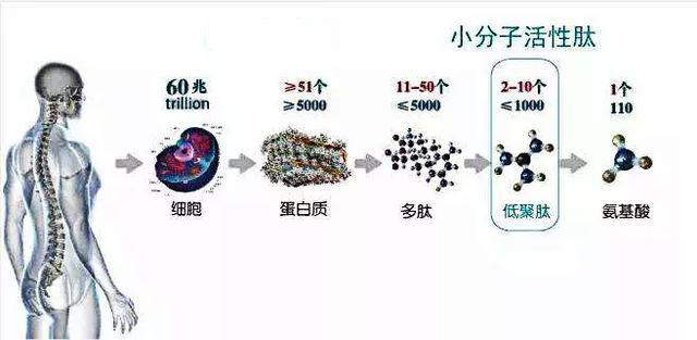 肽科普 · 肽類藥物的定義和特點