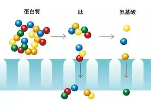 肽科普 · 肽類藥物的定義和特點