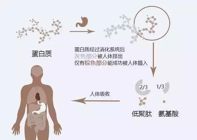 肽科普 · 肽類藥物的定義和特點