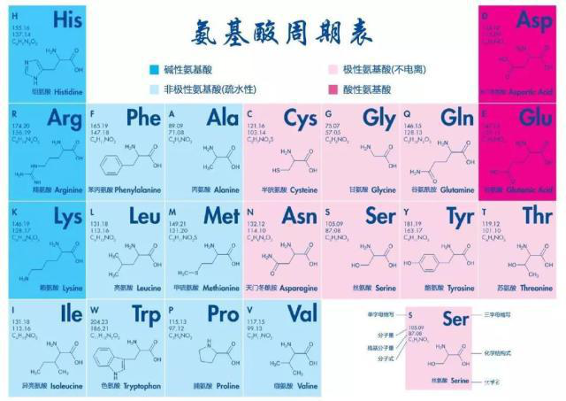 多肽的基本組成單位，氨基酸的結(jié)構(gòu)與分類