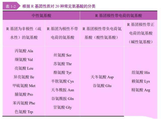 多肽的基本組成單位，氨基酸的結(jié)構(gòu)與分類