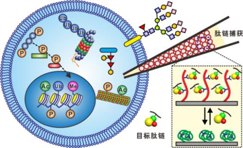 共聚物修飾(多肽,磷酸肽,生物素標(biāo)記肽,多肽探針,點擊化學(xué)肽,PEG修飾肽,環(huán)肽)