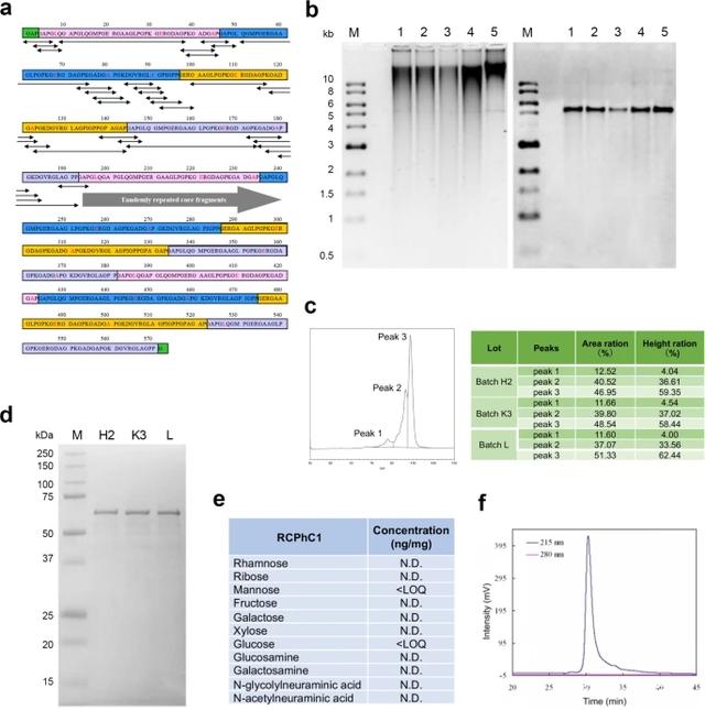 Nature:最新發(fā)現(xiàn)人類重組膠原蛋白多肽可作為一種通用的骨移植生物材料