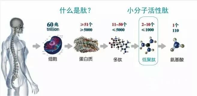 活性多肽與人類健康，你們知道多少？