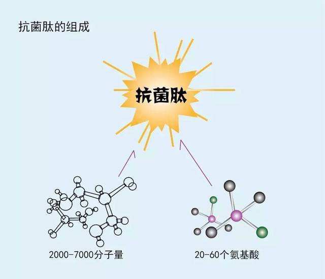 什么是抗菌肽？那么抗菌肽又有什么作用？