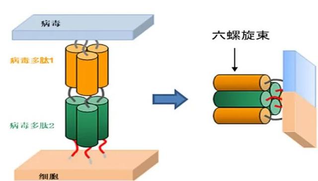 多肽藥物：阻斷病毒進(jìn)出細(xì)胞的“門將”