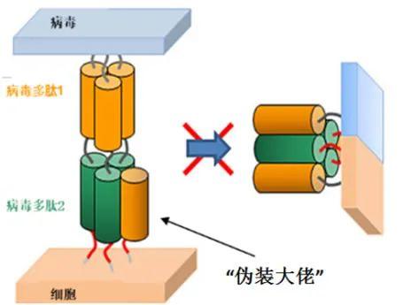 多肽藥物：阻斷病毒進(jìn)出細(xì)胞的“門將”