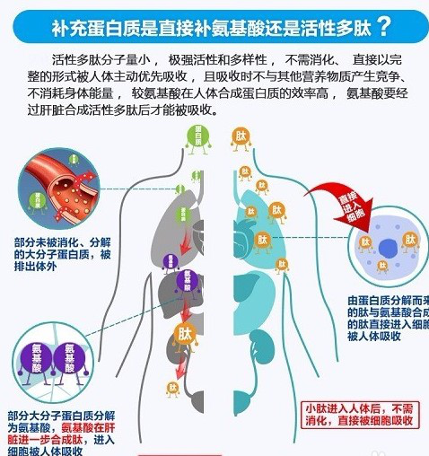 活性多肽與人們身心健康，你了解多少！