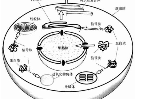 抗衰老三巨頭之多肽，類型多到爆炸，到底該怎么選呢？