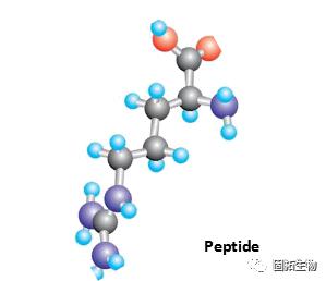 多肽對皮膚有什么作用？什么樣的多肽護(hù)膚品最有效？