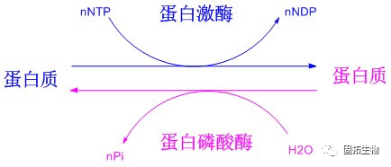 多磷酸化多肽標(biāo)記技術(shù)