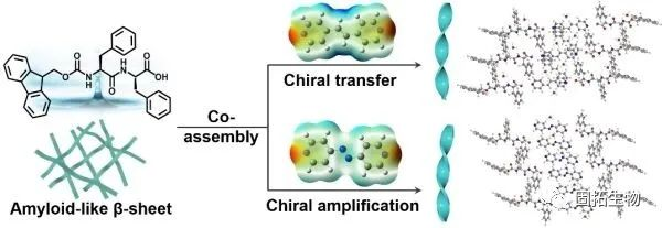 短肽分子的手性控制組裝取得了進(jìn)展