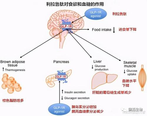 蘇氨酸-對接法之先修飾后聯接合成利拉魯肽