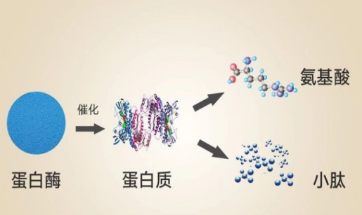 蛋白質(zhì)和小分子肽哪一個(gè)更有用？