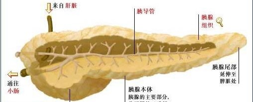 帕西瑞肽可防止手術(shù)后胰瘺，你知道嗎？