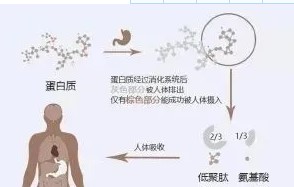 揭密小分子肽能夠治療腫瘤的叫法—千萬(wàn)別受騙上當(dāng)！