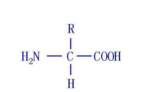 氨基酸的歸類、特性與運(yùn)用