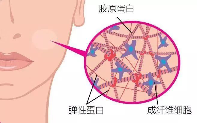 氨基酸的歸類、特性與運(yùn)用