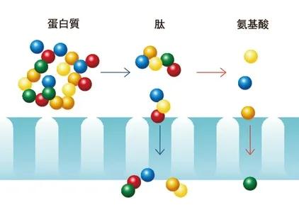 重大成果！金礦石力小分子肽——刷新傳統(tǒng)式癌癥治療