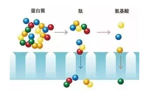 為何許多的人喝肽？畢竟肽有這四大優(yōu)點(diǎn)