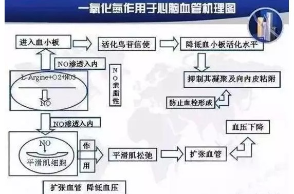 固拓生物—小分子肽對血管的重要功效！