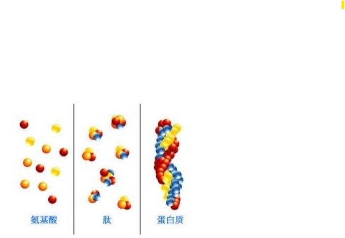 固拓生物-美容多肽與其他護(hù)膚品活性物的對比