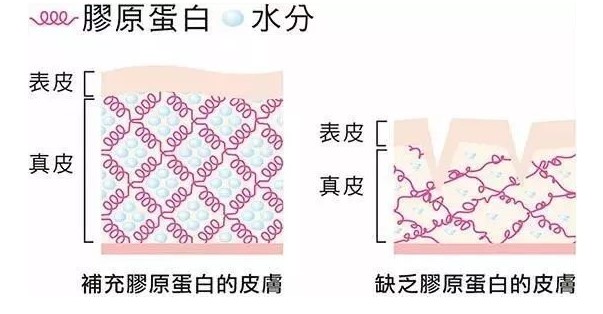 膠原蛋白是啥?？為什么說它很重要？本文給大家答案