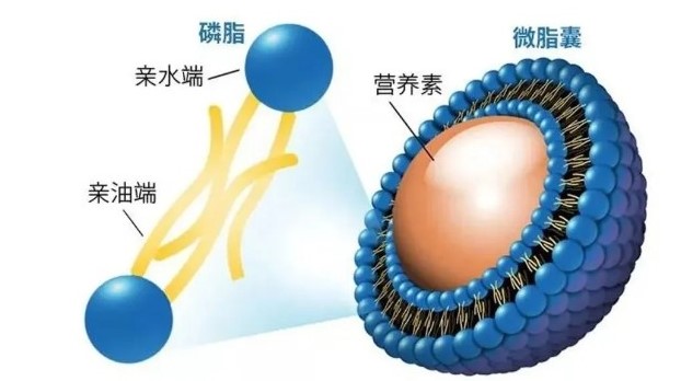 肽類護膚盛行 ，愛美麗的小公舉你對“肽”掌握是多少？