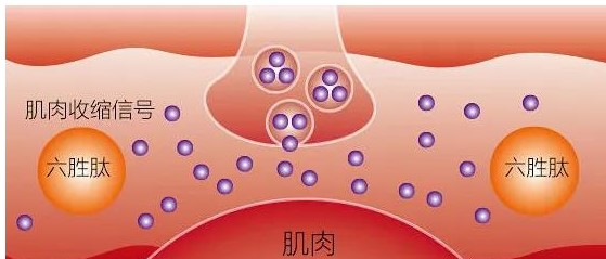 歲月不饒人，全膚質(zhì)都可以用的抗衰老成份——多肽