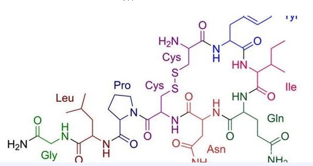 調(diào)節(jié)分子：研究表明催產(chǎn)素有利于人的大腦調(diào)節(jié)社會(huì)訊號(hào)