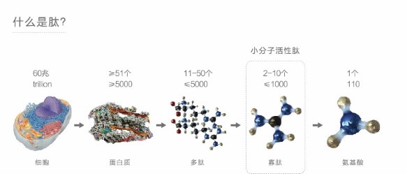 多肽 ，對身體有哪些好處？你知道多少