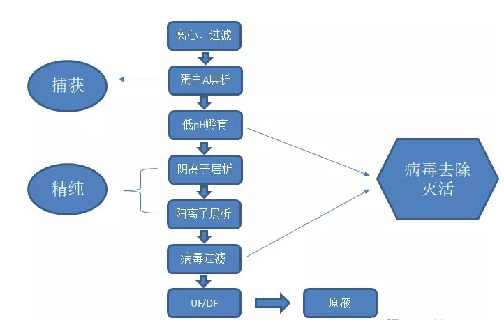 如何提高抗體純化高效率？?今日聊一聊離心、過(guò)濾